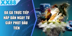 Đá Gà Trực Tiếp